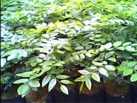 沉香-原植物