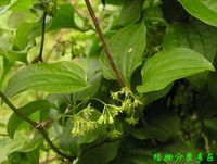 菝葜寫實