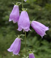 沙參 的花