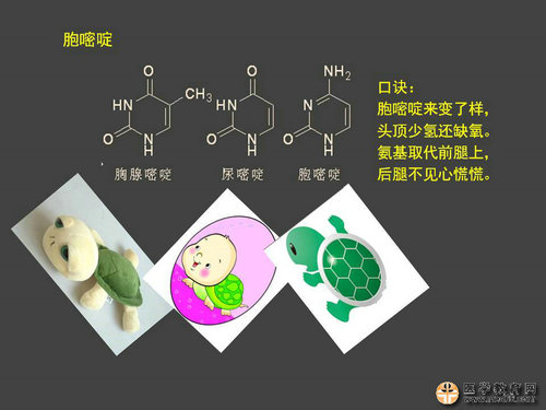 執(zhí)業(yè)藥師藥物化學(xué)官能團-記憶技巧