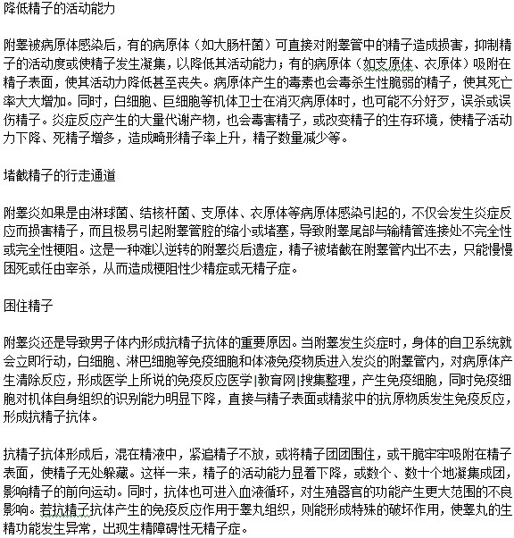 男性精子質量與附睪炎有關嗎