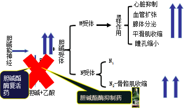 有機(jī)磷酸酯類的中毒機(jī)制和解救方法