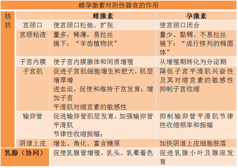卵巢周期性變化考點