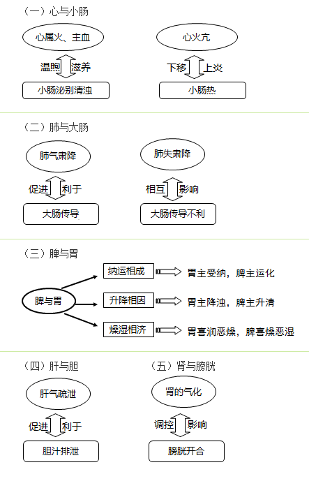 六腑與五臟之間的關(guān)系是什么？中西醫(yī)結(jié)合執(zhí)業(yè)助理醫(yī)師考試考點(diǎn)！
