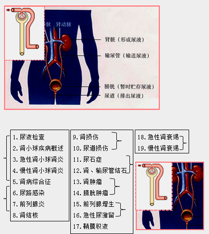 臨床執(zhí)業(yè)助理醫(yī)師泌尿系統(tǒng)特點及19個重點小結