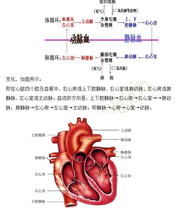 2019年臨床助理醫(yī)師心血管系統(tǒng)16個(gè)高頻考點(diǎn)速記！