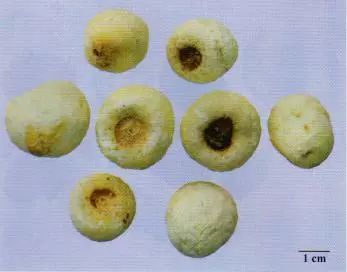 記住這些相似中藥的鑒定技巧，10月26日執(zhí)業(yè)藥師考場不丟分！