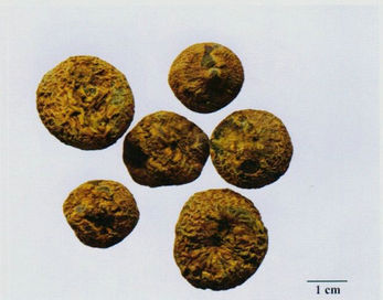 記住這些相似中藥的鑒定技巧，10月26日執(zhí)業(yè)藥師考場不丟分！