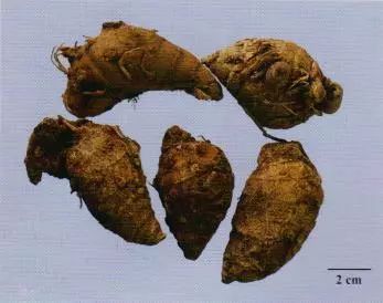記住這些相似中藥的鑒定技巧，10月26日執(zhí)業(yè)藥師考場不丟分！