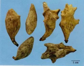 記住這些相似中藥的鑒定技巧，10月26日執(zhí)業(yè)藥師考場不丟分！