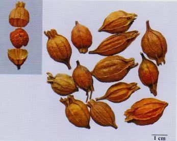 記住這些相似中藥的鑒定技巧，10月26日執(zhí)業(yè)藥師考場不丟分！