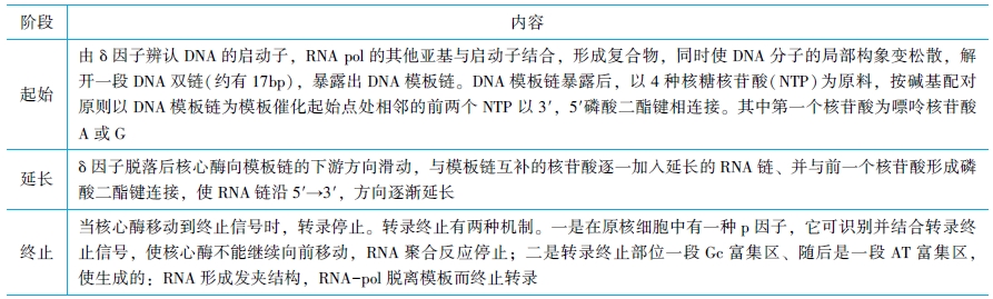 RNA轉(zhuǎn)錄過程