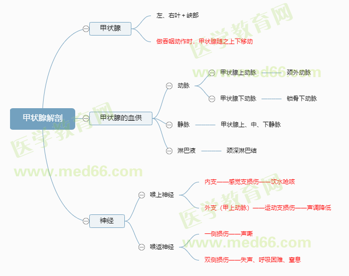 甲狀腺解剖