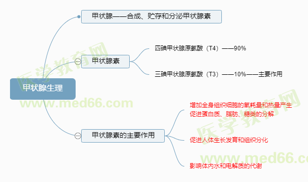 甲狀腺生理