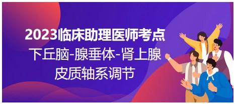 2023臨床助理醫(yī)師考點；下丘腦-腺垂體-腎上腺皮質(zhì)軸系調(diào)節(jié)
